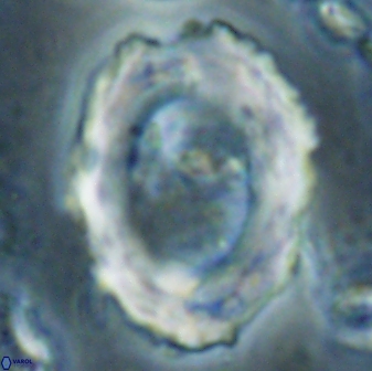 Pontosphaera rimosa 60282