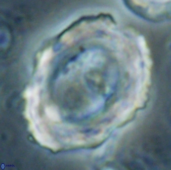 Pontosphaera rimosa 60283