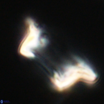 Pontosphaera wechesensis VR 30785