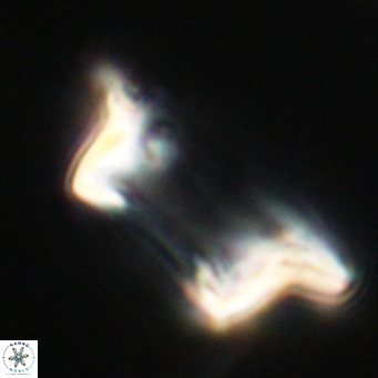 Pontosphaera wechesensis VR 30785