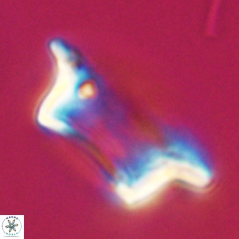 Pontosphaera wechesensis VR 30786