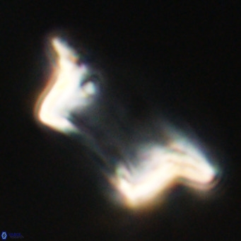 Pontosphaera wechesensis VR 30787