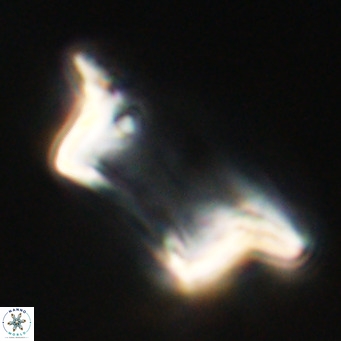 Pontosphaera wechesensis VR 30787