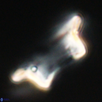 Pontosphaera wechesensis VR 30788