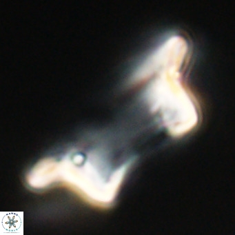 Pontosphaera wechesensis VR 30788
