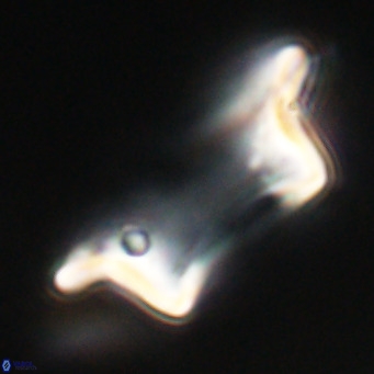 Pontosphaera wechesensis VR 30789
