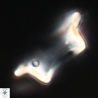 Pontosphaera wechesensis VR 30789