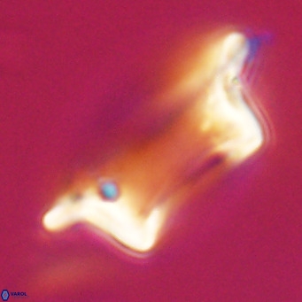 Pontosphaera wechesensis VR 30790