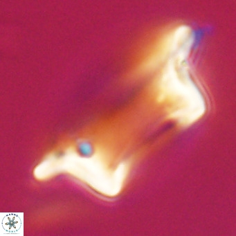 Pontosphaera wechesensis VR 30790