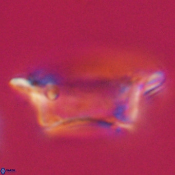 Pontosphaera wechesensis VR 30791