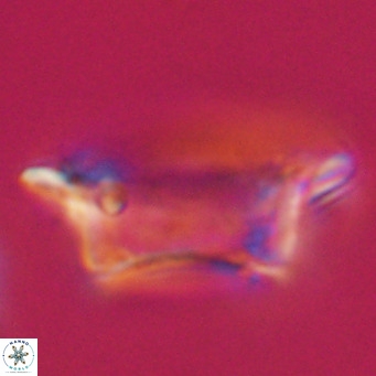 Pontosphaera wechesensis VR 30791