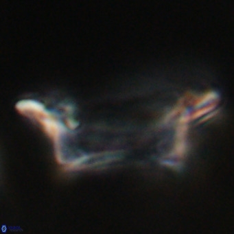 Pontosphaera wechesensis VR 30792