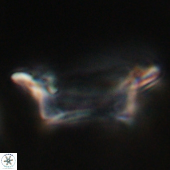 Pontosphaera wechesensis VR 30792