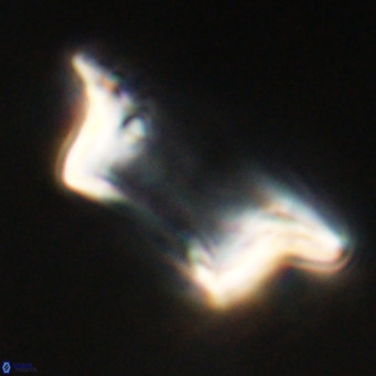 Pontosphaera wechesensis VR 30793
