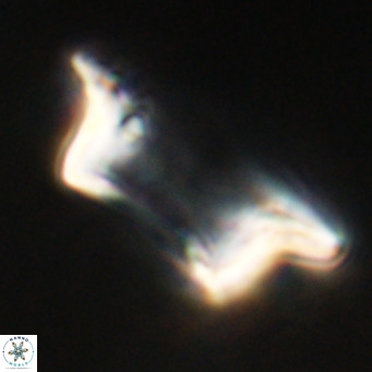 Pontosphaera wechesensis VR 30793