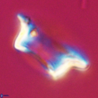 Pontosphaera wechesensis VR 30794