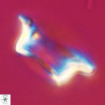 Pontosphaera wechesensis VR 30794