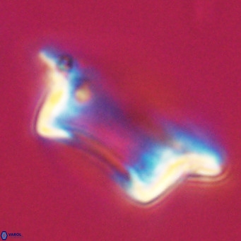 Pontosphaera wechesensis VR 30796