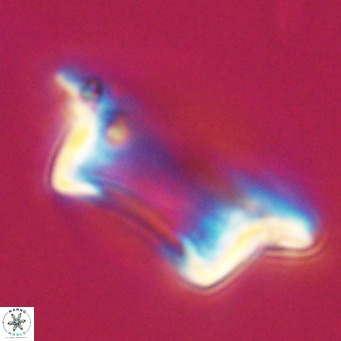 Pontosphaera wechesensis VR 30796