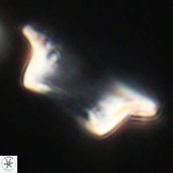 Pontosphaera wechesensis VR 30797