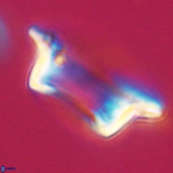 Pontosphaera wechesensis VR 30798