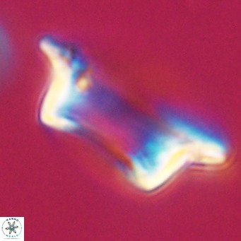 Pontosphaera wechesensis VR 30798