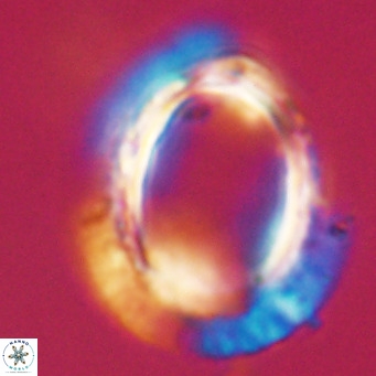 Pontosphaera wechesensis VR 30799