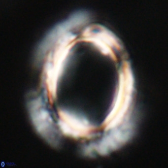 Pontosphaera wechesensis VR 30800