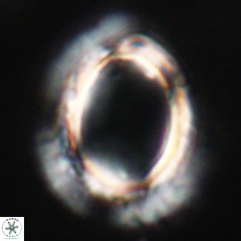 Pontosphaera wechesensis VR 30800