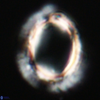 Pontosphaera wechesensis VR 30801