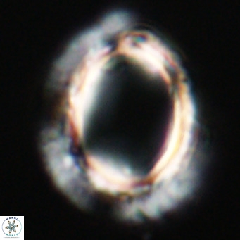 Pontosphaera wechesensis VR 30801