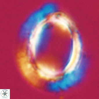 Pontosphaera wechesensis VR 30802
