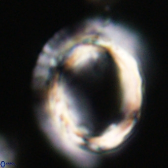 Pontosphaera wechesensis VR 30804