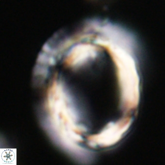 Pontosphaera wechesensis VR 30804