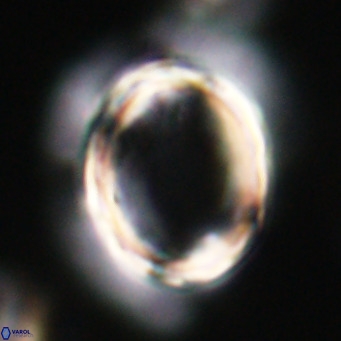 Pontosphaera wechesensis VR 30805