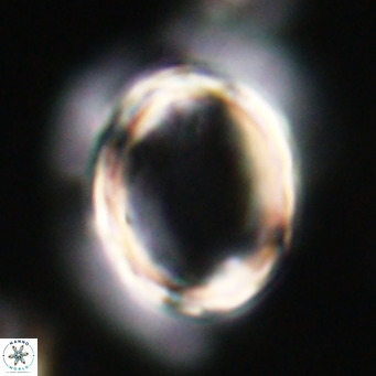 Pontosphaera wechesensis VR 30805