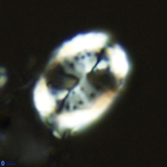 Pontosphaera trena VR 6882