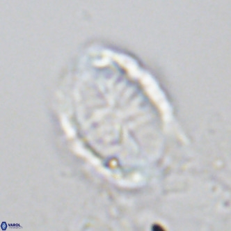 Pontosphaera trena VR 6886