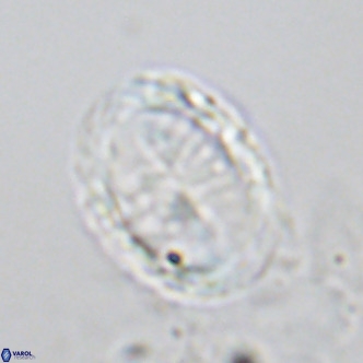 Pontosphaera trena VR 6887
