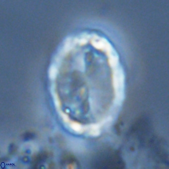 Pontosphaera trena VR 6889