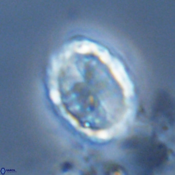 Pontosphaera trena VR 6891