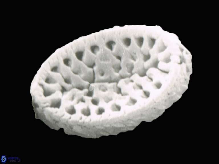 Pontosphaera 930 14