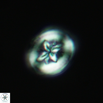 Heterorhabdus angustiforatus 3735