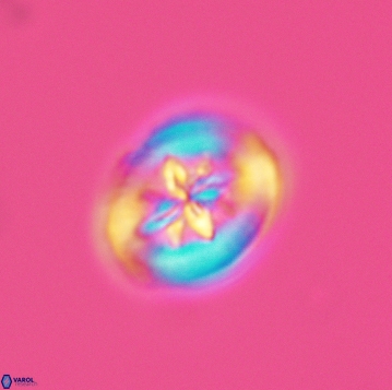 Heterorhabdus angustiforatus 3736