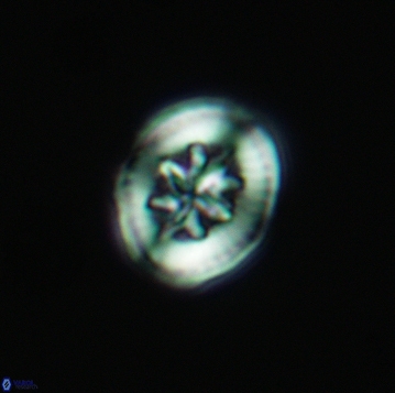 Heterorhabdus angustiforatus 3737