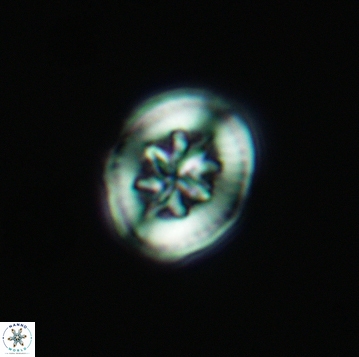 Heterorhabdus angustiforatus 3737