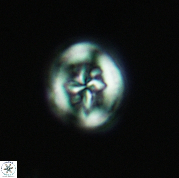 Heterorhabdus angustiforatus 3739
