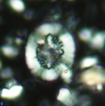 Polypodorhabdus escaigii 2103