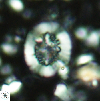 Polypodorhabdus escaigii 2103