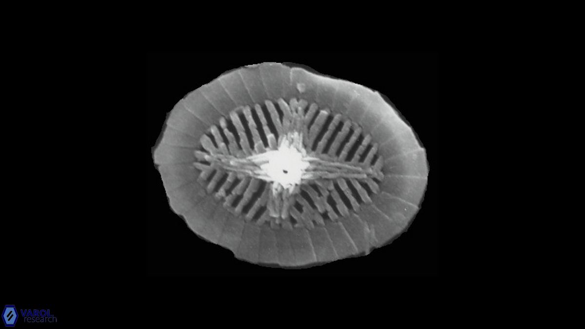 Polypodorhabdus sp 3 Bown Cooper SEM a jpg